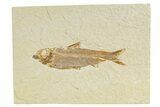 Detailed Fossil Fish (Knightia) - Wyoming #345401-1